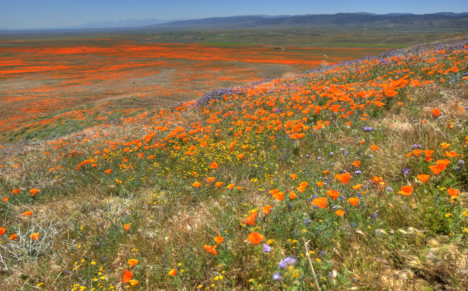 Most Beautiful Places to See Wildflowers in the United States