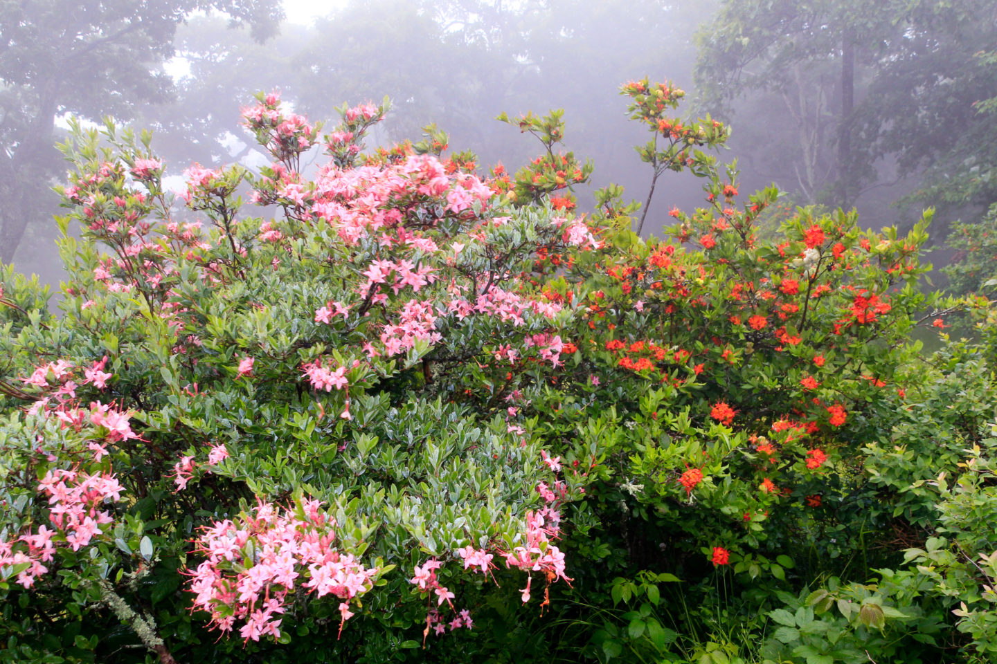 Best Places to See Wildflowers in the US