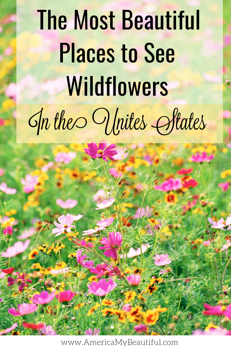 Most Beautiful Places to See Wildflowers in the United States