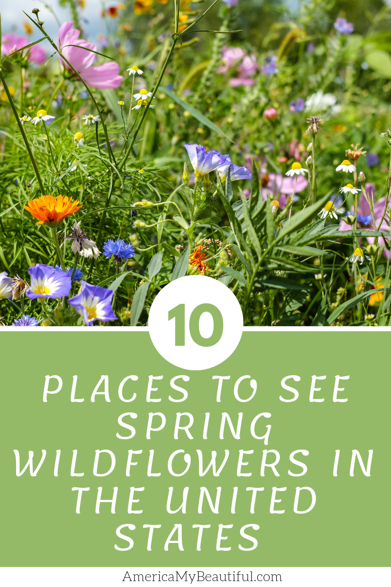 Most Beautiful Places to See Wildflowers in the United States
