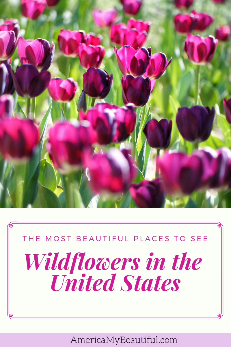 Beautiful Places to See Wildflowers