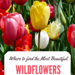 Beautiful Places to See Wildflowers