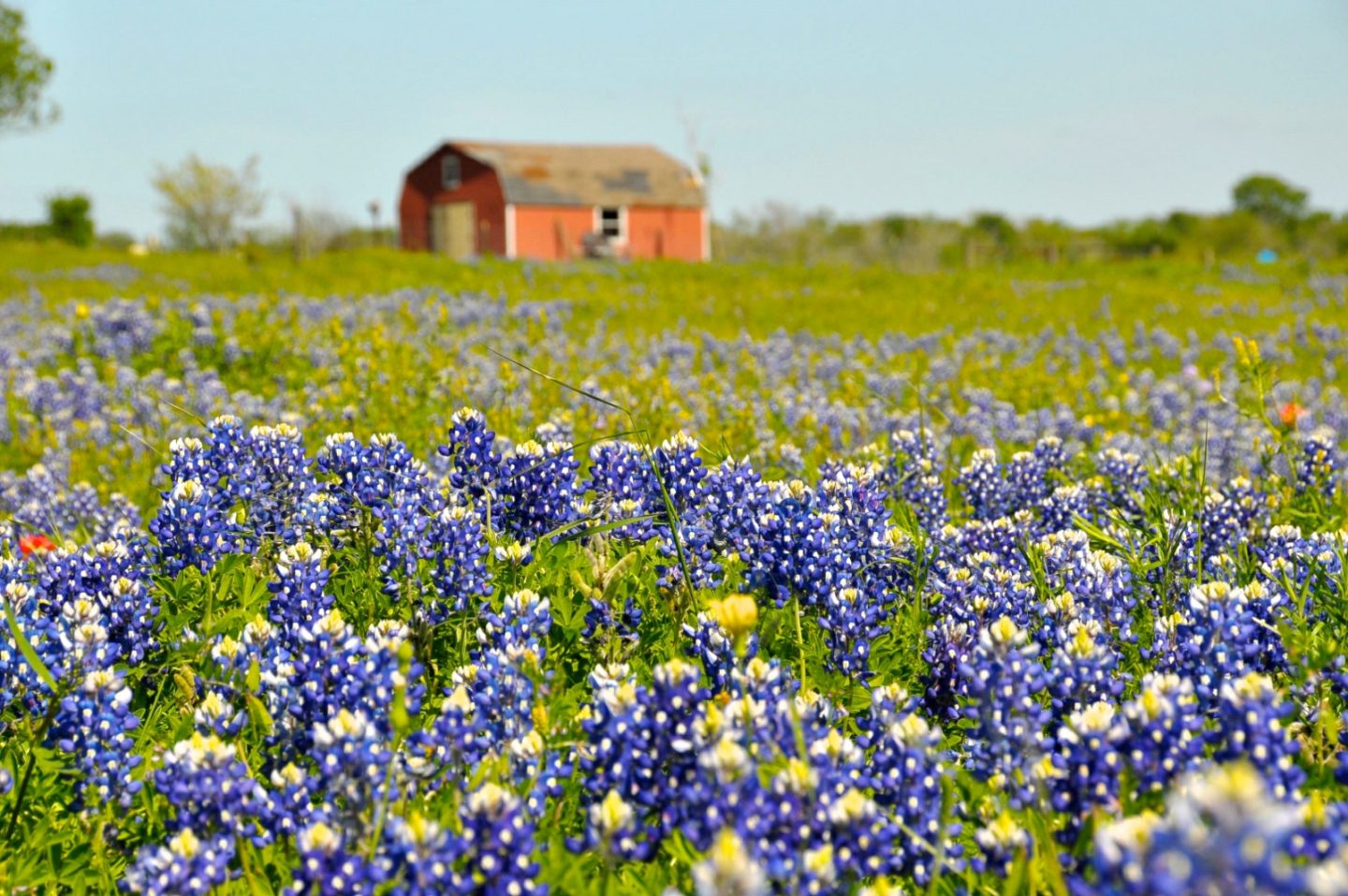 Best Places to See Wildflowers in the US