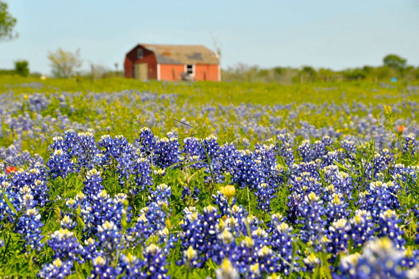 Beautiful Wildflower