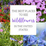 Beautiful Places to See Wildflowers