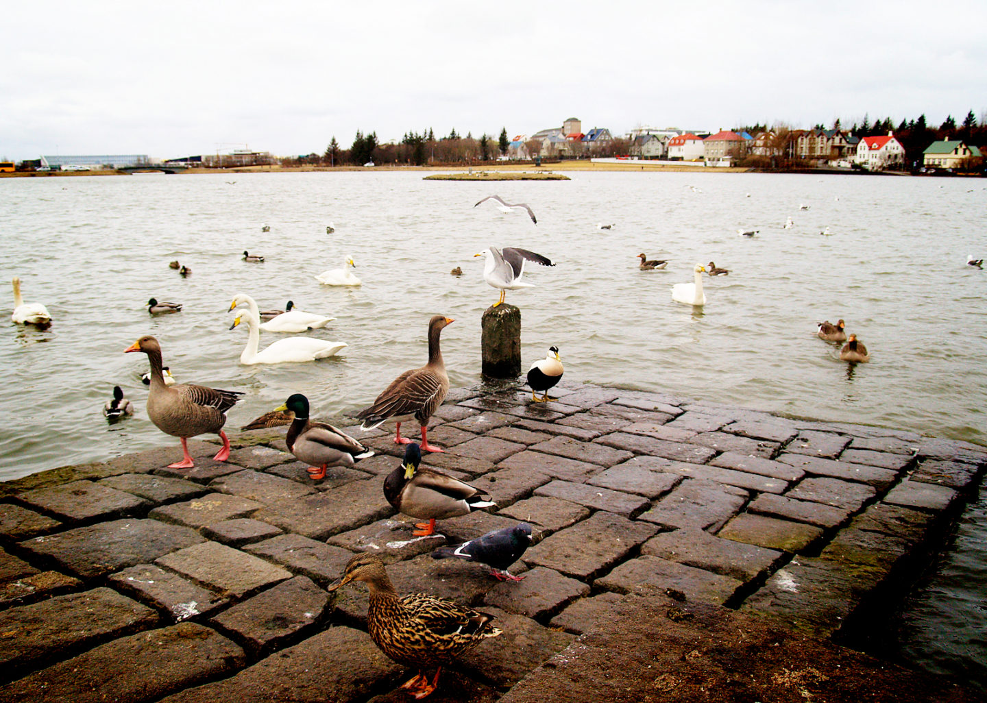 Ducks and birds at Tjörnin Pond Iceland