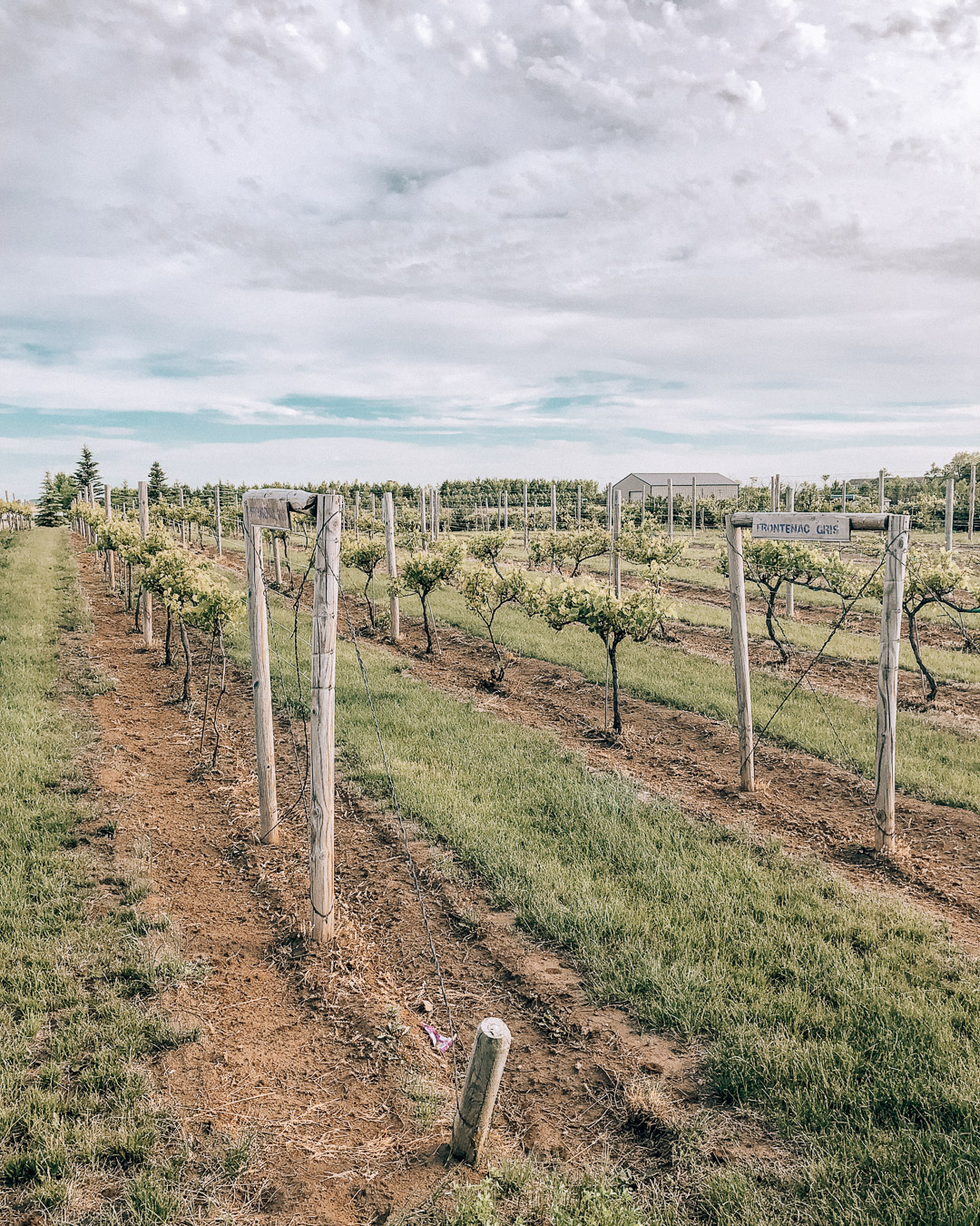 Fluffy Fields WInery VIneyard North Dakota