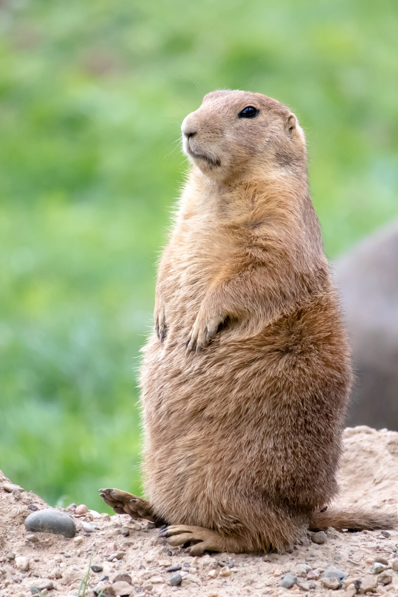 North Dakota Prairie Dog