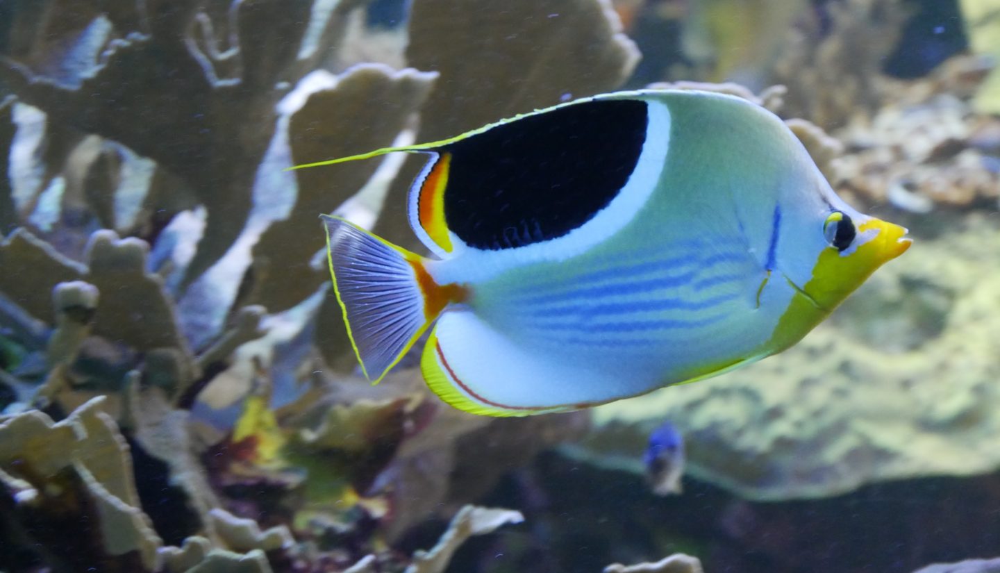 Blue and Yellow Fish at the National Aquarium in Baltimore Maryland