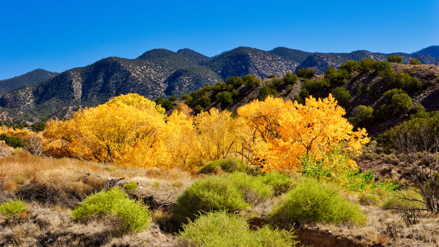 Enchanted Scenic Byway New Mexico yellow fall foliage