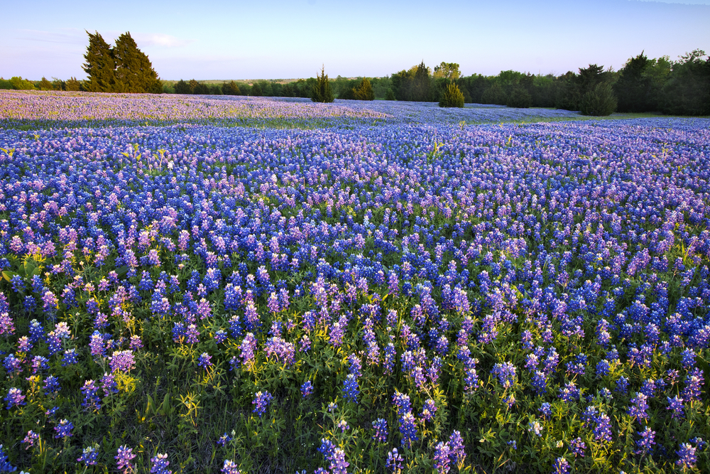 Bluebonnet filled Meadow on the Ennis Bluebonnet Trail in Ellis County, Texas.