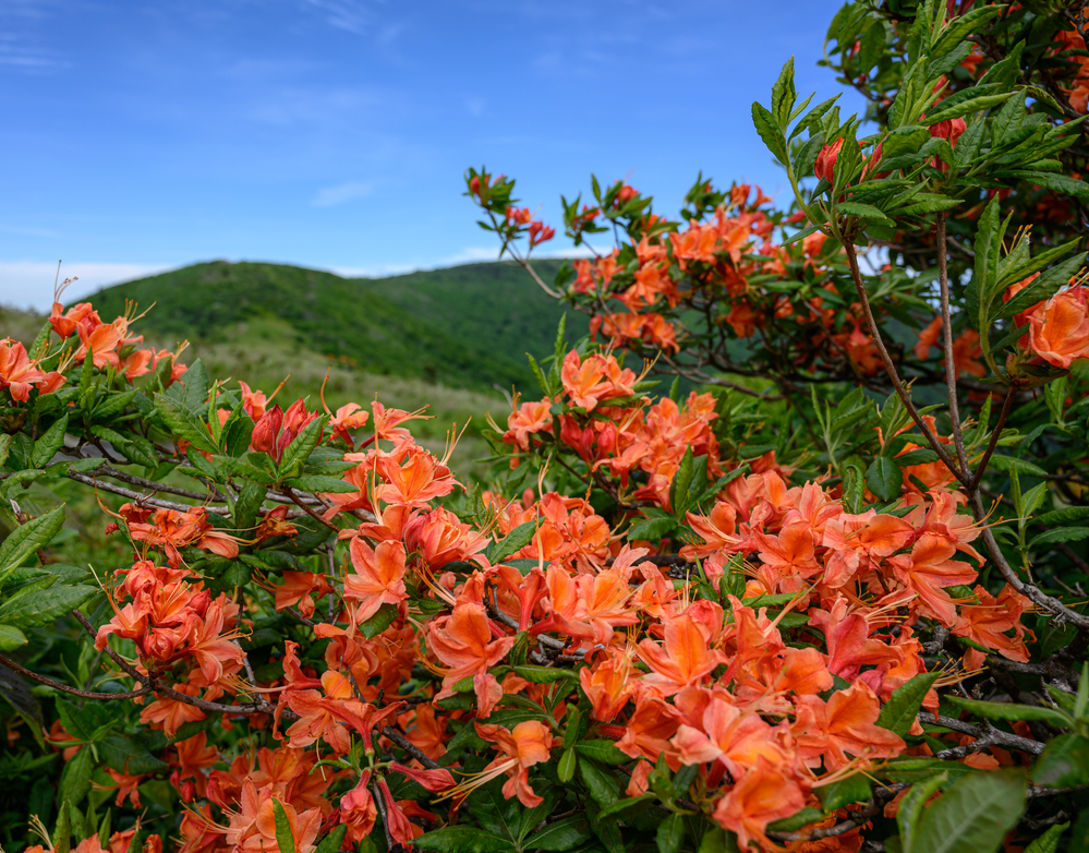 Orange Flame Azaleas Bloom in the Blue Ridge Mountains in summer