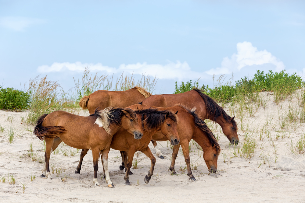A group of wild ponies, horses, of Assateague Island on the beach in Maryland, USA. T