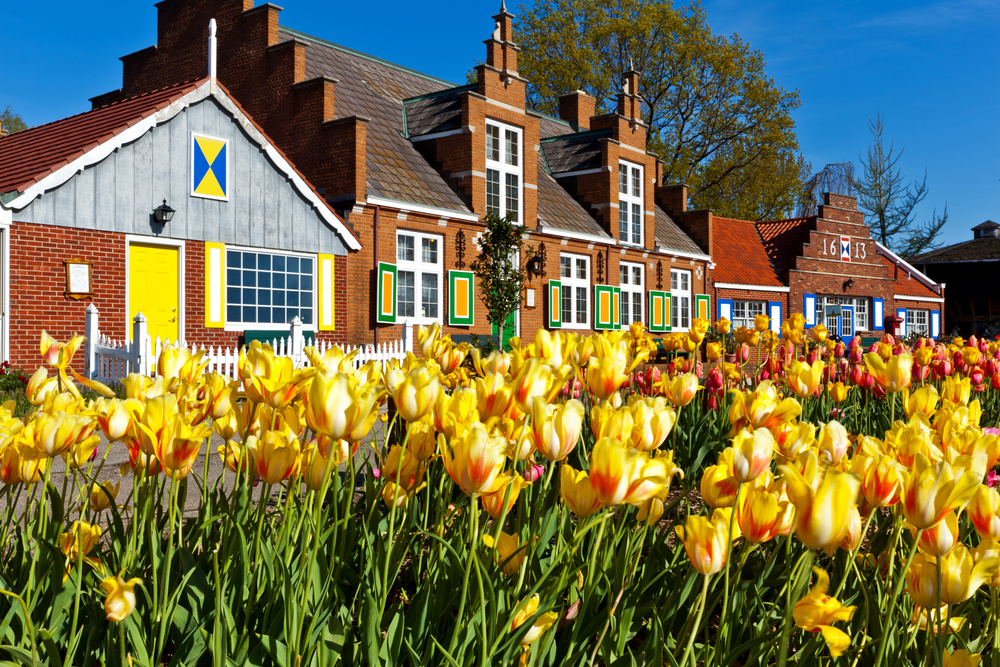 Tulips bloom and display their vivid colors at Windmill Gardens in Holland Michigan